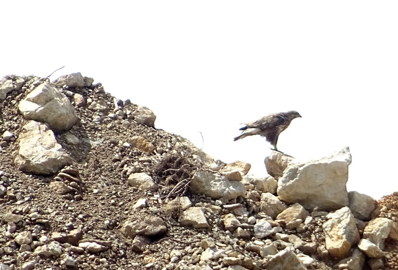 Foto brutte 8.....Buteo buteo - Accipitridae